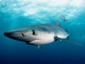 Blue & Mako Shark Dive